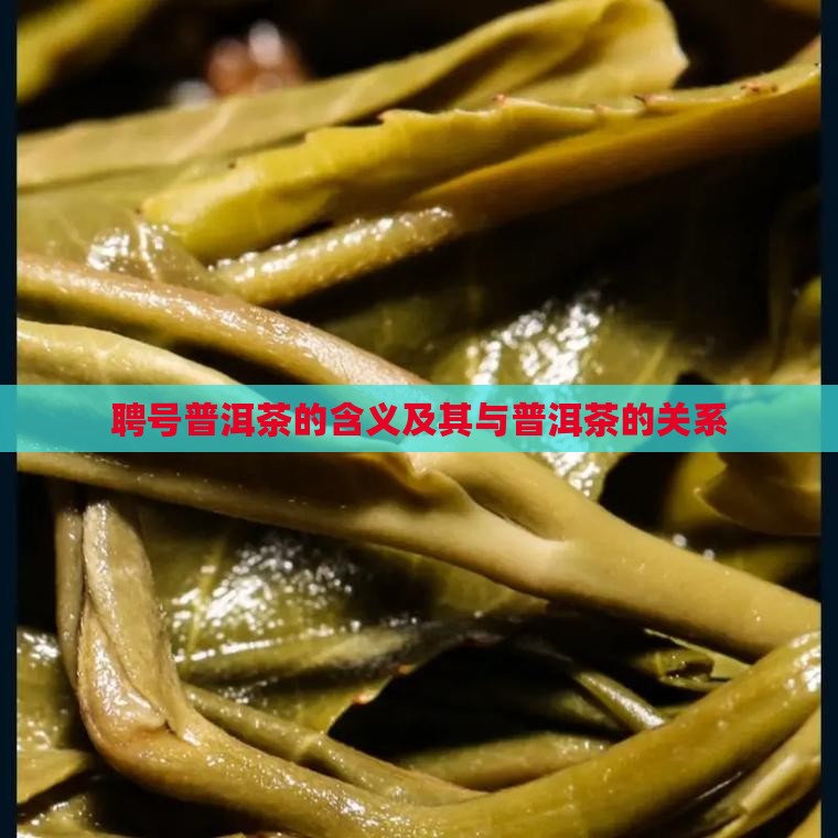 聘号普洱茶是什么意思