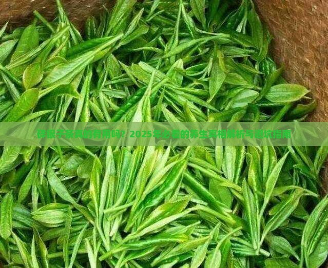 碎银子茶有什么功效和作用及禁忌