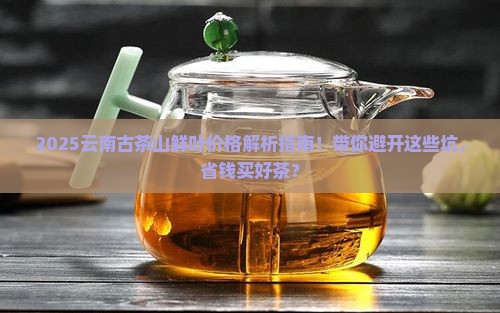 云南古茶山鲜叶价钱