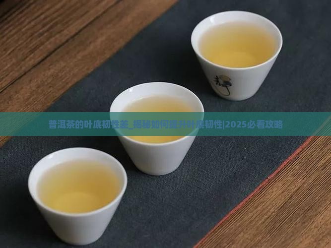 普洱茶的叶底韧性差