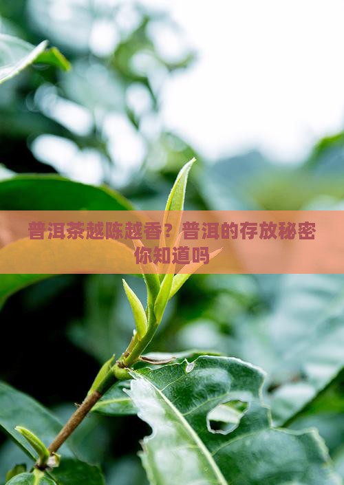 熟普洱茶放久了会怎么样