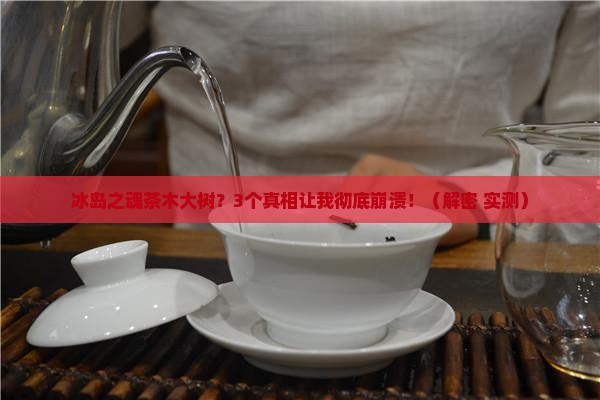 冰岛之魂茶木大树