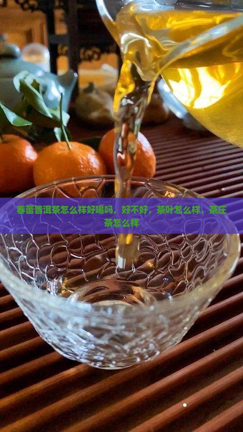 春蕾普洱茶怎么样