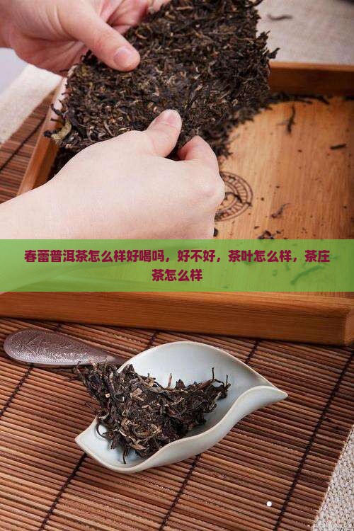 春蕾普洱茶怎么样