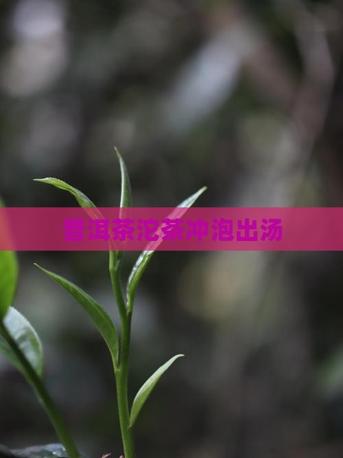 小坨普洱茶出汤