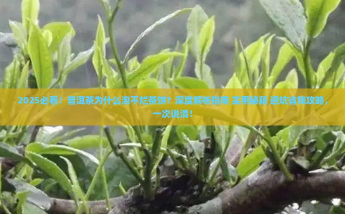 普洱茶为什么泡不烂茶饼