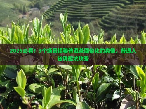 普洱茶为什么变成庸俗化