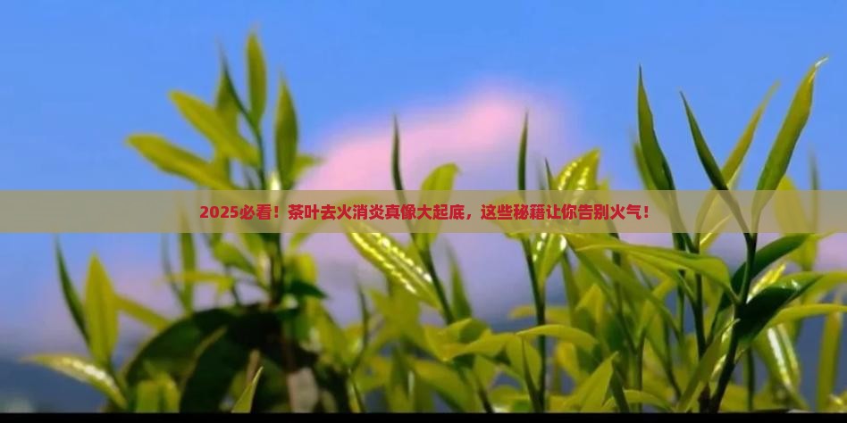 什么茶叶能去火消炎