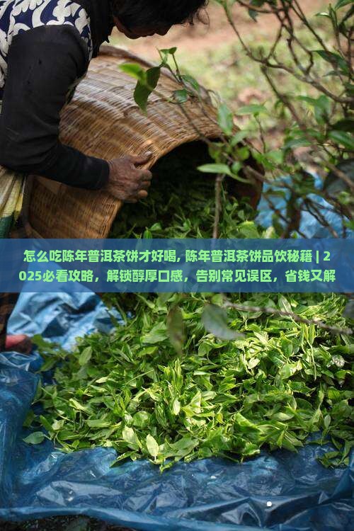 怎么吃陈年普洱茶饼才好喝