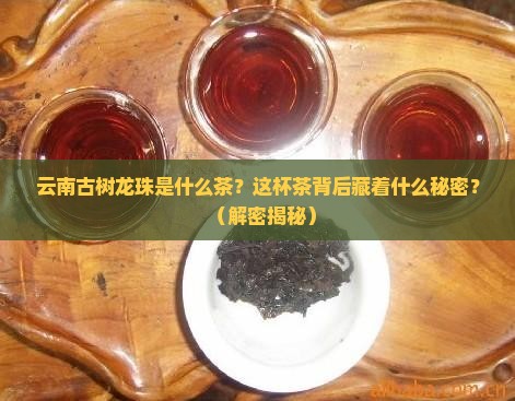 云南古树龙珠是什么茶