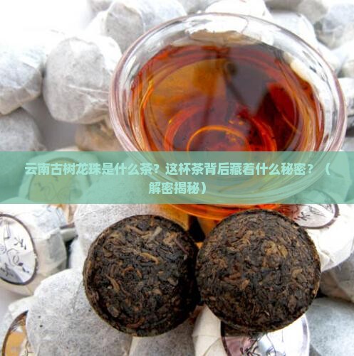 云南古树龙珠是什么茶