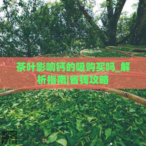 茶叶影响钙的吸购买吗