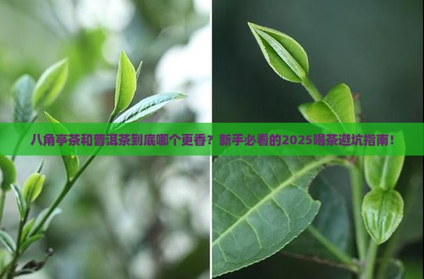 八角亭茶和普洱茶