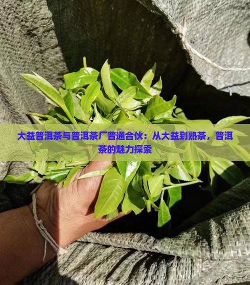 大益普洱茶和茶厂普通合伙