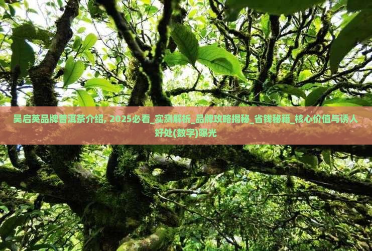 吴启英品牌普洱茶介绍