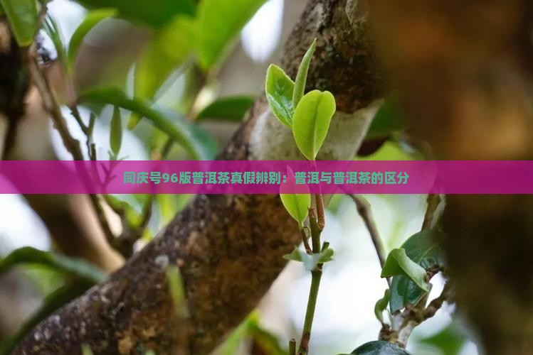 同庆号96版普洱茶假货