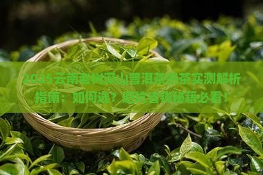 云南老树深山普洱茶熟茶 云南老树深山普洱茶熟茶