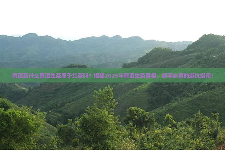 普洱茶什么普洱生茶属于红茶吗