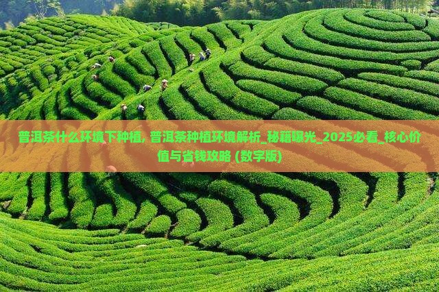 普洱茶什么环境下种植