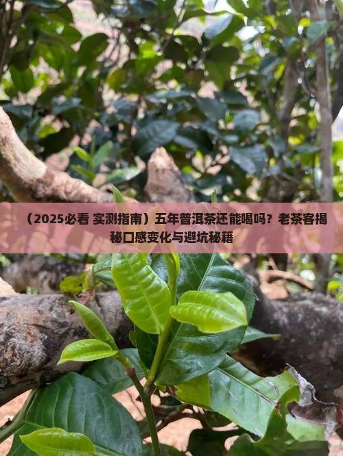 普洱茶五年了能喝了吗