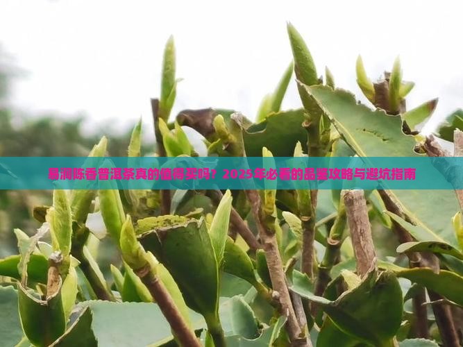 易润陈香普洱茶怎么样好不好 易润陈香普洱茶怎么样好不好