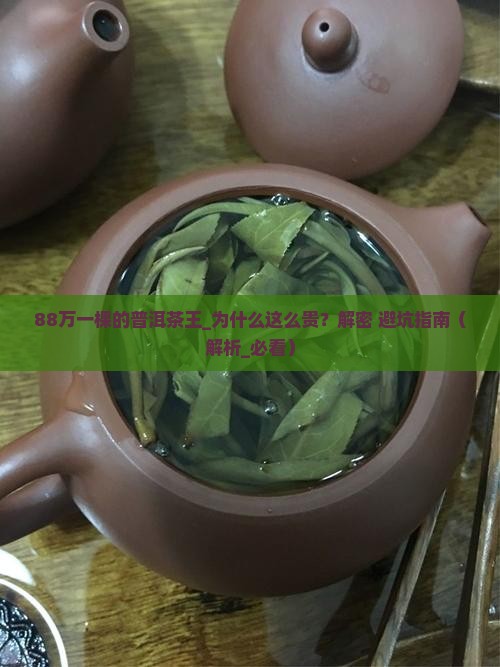 88万一棵的普洱茶王
