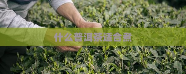什么普洱茶适合煮
