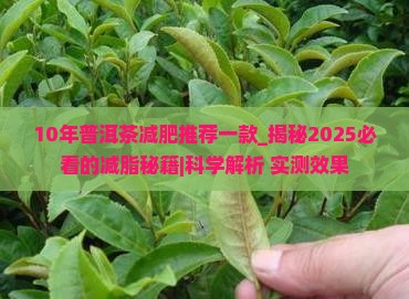 10年普洱茶减肥推荐一款