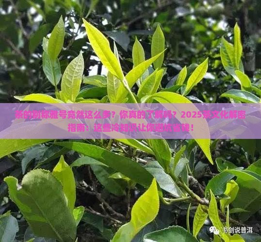 茶的别称雅号竟然这么多