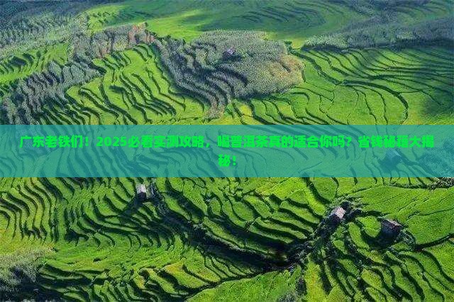 广东人喝普洱茶可以吗