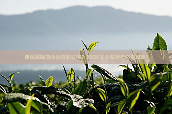 普洱茶可以降血脂麽