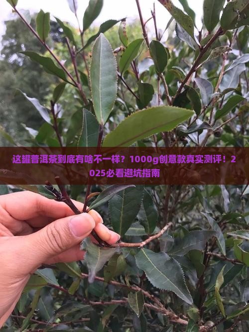 创意普洱茶1000g