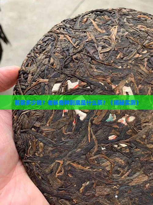 茗茶多少钱老枞奇种属于什么茶