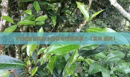 西瓜青柑普洱茶的功效和作用