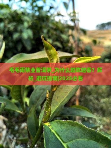 毛毛雨茶业普洱茶