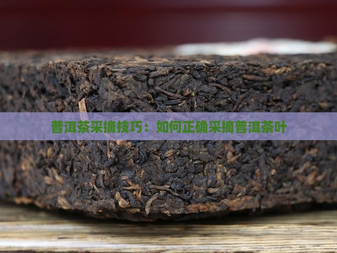 普洱茶怎么采摘叶