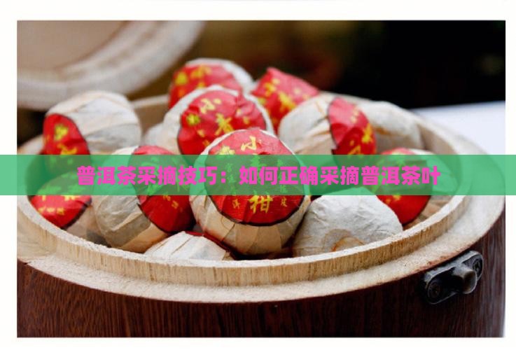 普洱茶怎么采摘叶