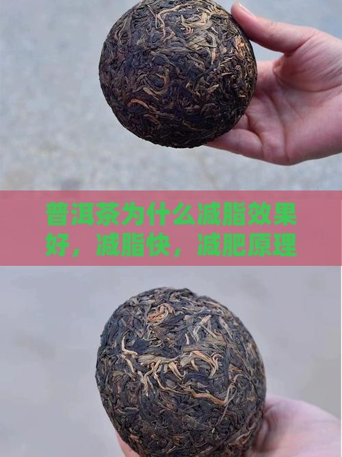 普洱茶为什么减脂