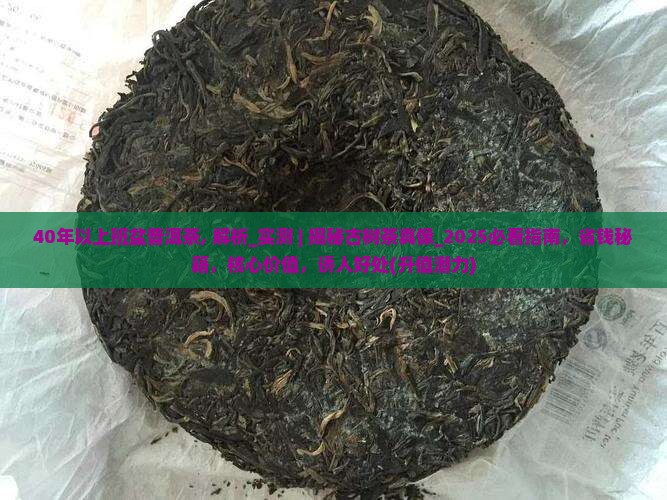 40年以上班盆普洱茶