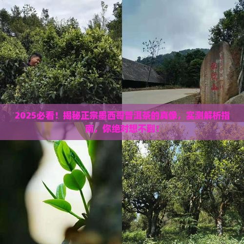 正宗墨西哥普洱茶