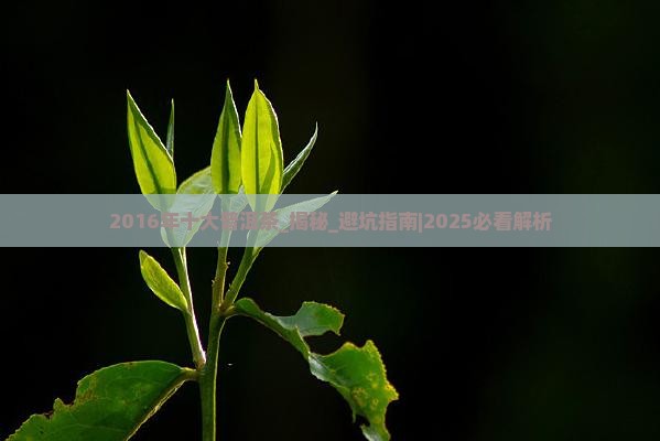 2016年十大普洱茶