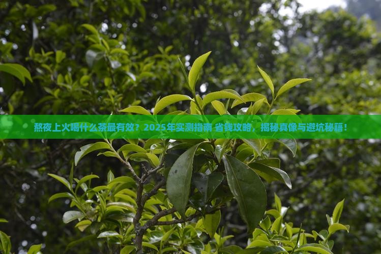 熬夜上火可以喝什么茶