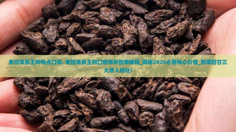 老班章茶王树特点口感 老班章茶王树特点口感