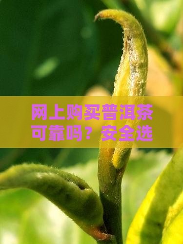 网上邮购云南普洱茶靠谱吗