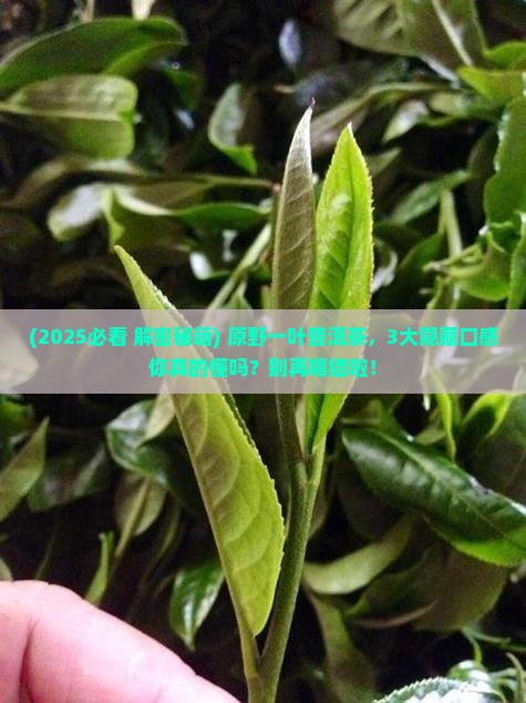 原野一叶普洱茶