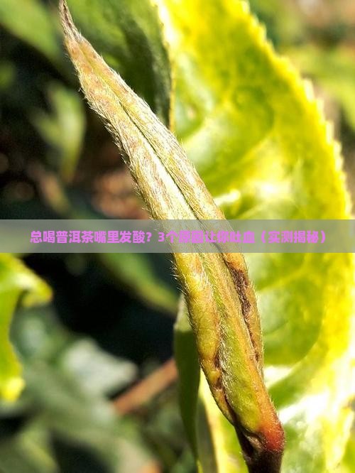 总喝普洱茶嘴里发酸