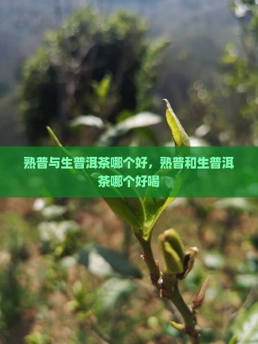熟普与生普洱茶哪个好
