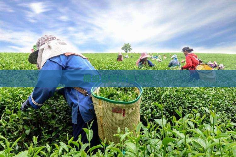 包装使用普洱茶