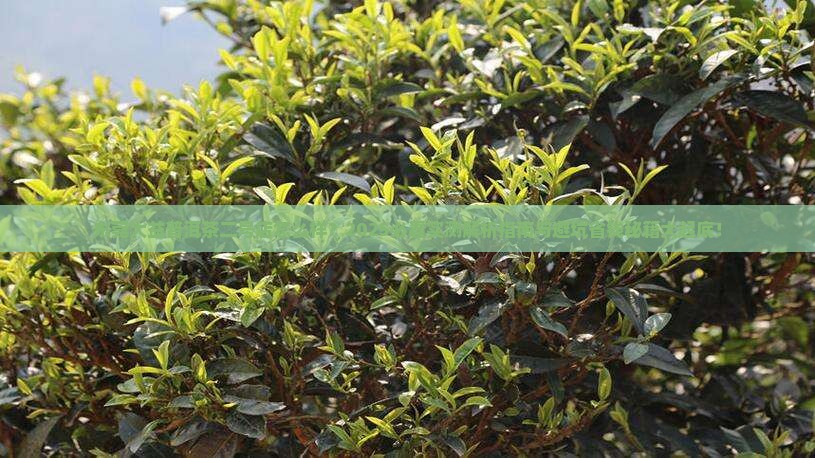 东莞大益普洱茶二号店