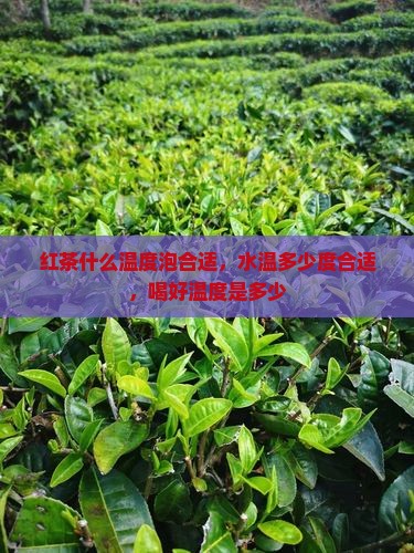 红茶什么温度泡合适